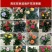 15元6棵十年多色玫瑰花苗盆栽花卉观花植物室内四季开花