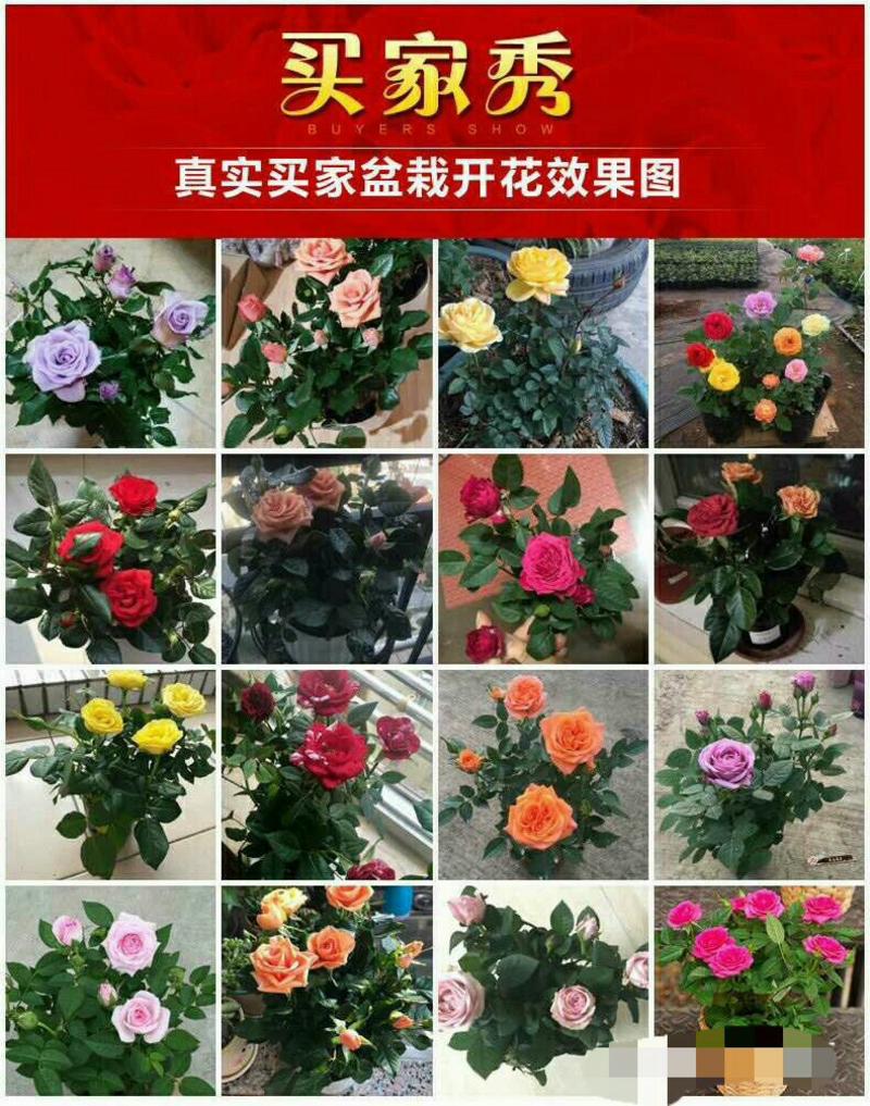 15元6棵十年多色玫瑰花苗盆栽花卉观花植物室内四季开花
