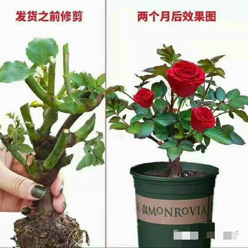 15元6棵十年多色玫瑰花苗盆栽花卉观花植物室内四季开花