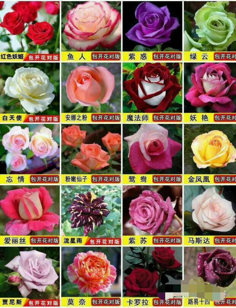 15元6棵十年多色玫瑰花苗盆栽花卉观花植物室内四季开花