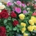 15元6棵十年多色玫瑰花苗盆栽花卉观花植物室内四季开花