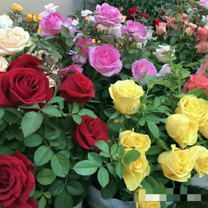 15元6棵十年多色玫瑰花苗盆栽花卉观花植物室内四季开花