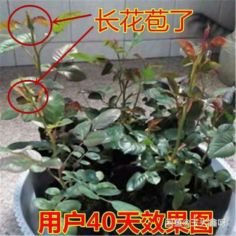 15元6棵十年多色玫瑰花苗盆栽花卉观花植物室内四季开花