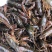 江苏清水小龙虾精品小龙虾活体虾保质保量一手货源
