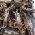 江苏清水小龙虾精品小龙虾活体虾保质保量一手货源