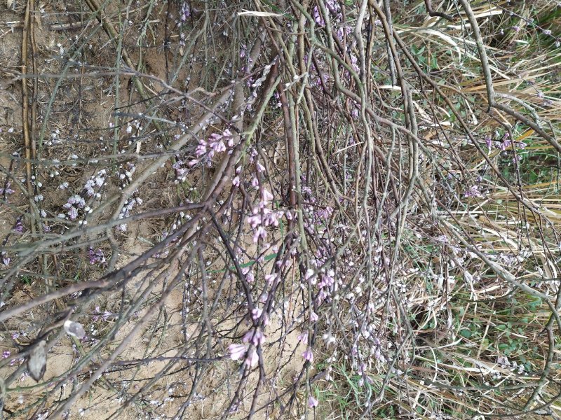 芫花苗芫花野生新鲜现挖淋巴结芫花芫花