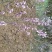 芫花苗芫花野生新鲜现挖淋巴结芫花芫花
