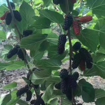 代购