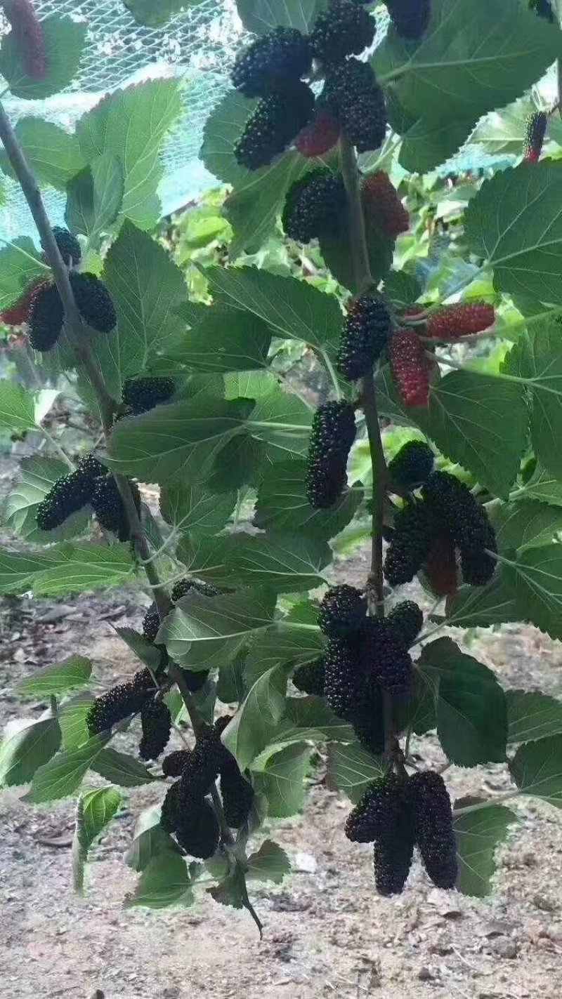 代购