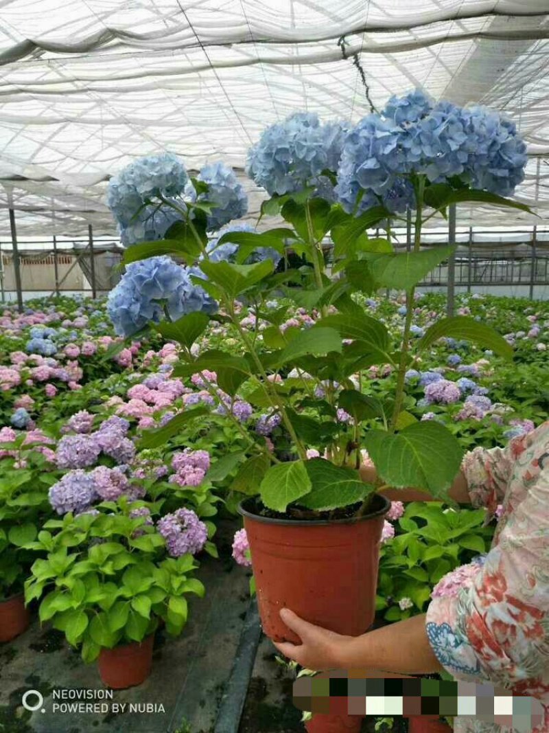 特价绣球大苗当年开花无尽夏绣球大苗3颗35元现挖现发
