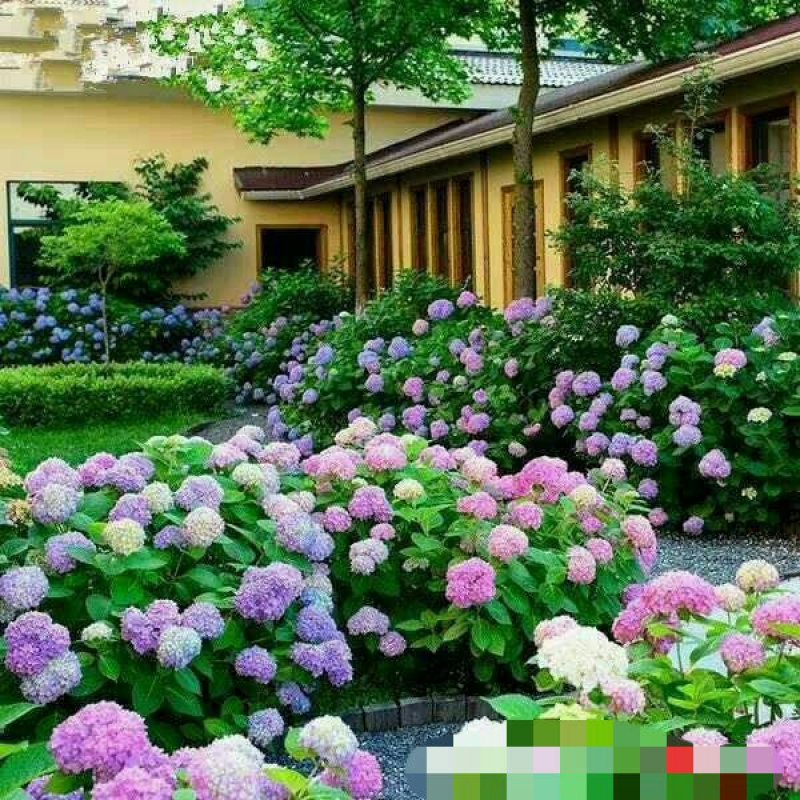 特价绣球大苗当年开花无尽夏绣球大苗3颗35元现挖现发