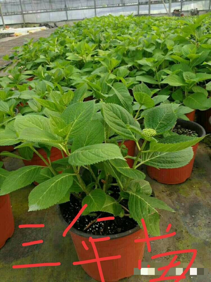 特价绣球大苗当年开花无尽夏绣球大苗3颗35元现挖现发