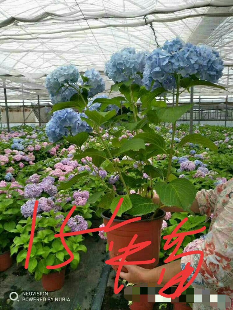 特价绣球大苗当年开花无尽夏绣球大苗3颗35元现挖现发