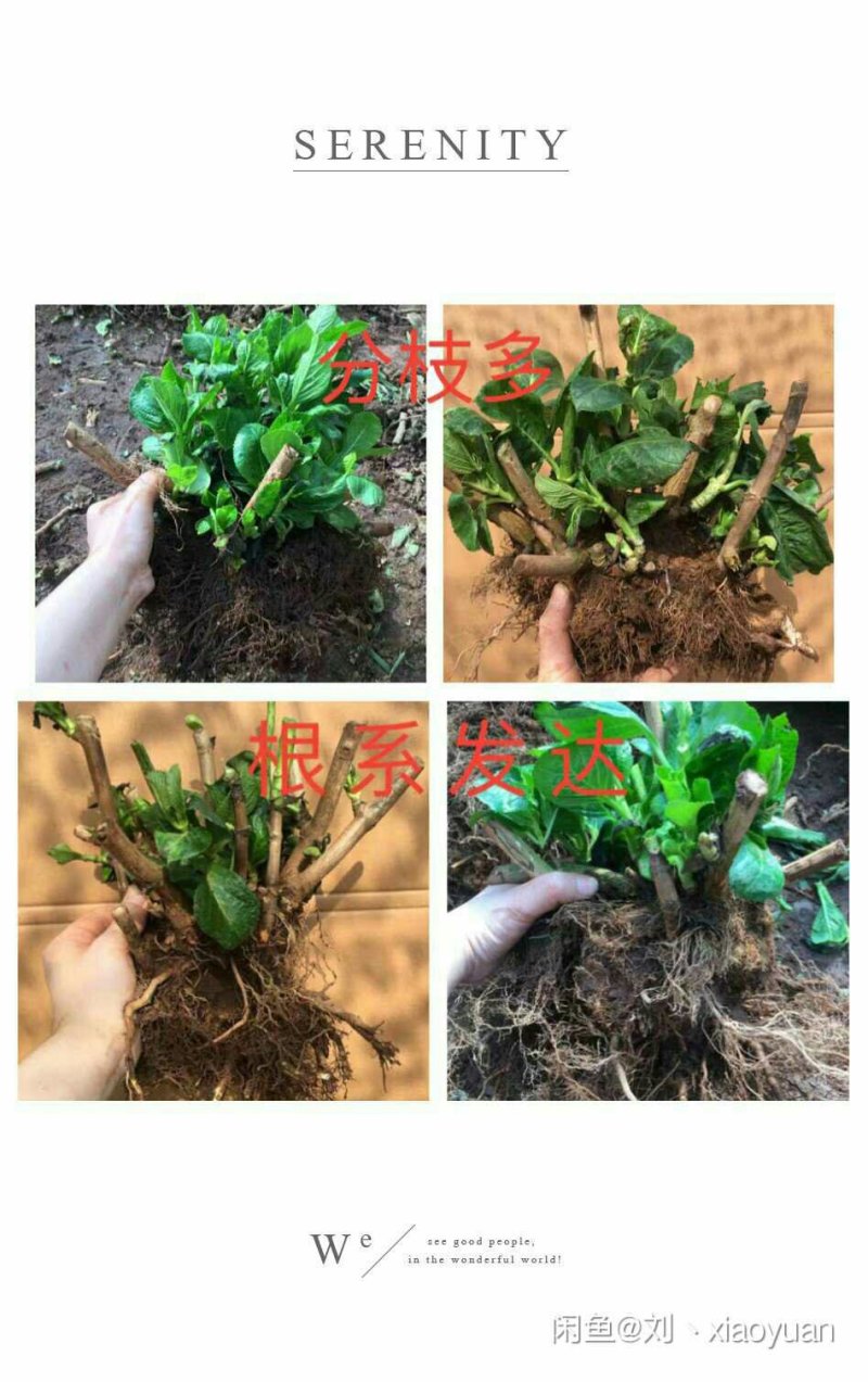 特价绣球大苗当年开花无尽夏绣球大苗3颗35元现挖现发