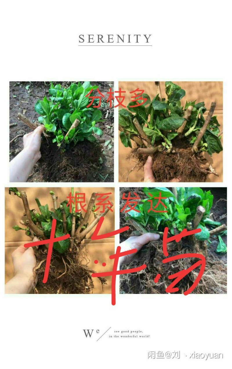 特价绣球大苗当年开花无尽夏绣球大苗3颗35元现挖现发