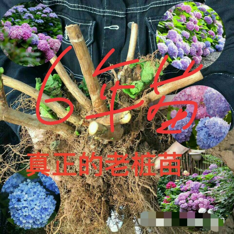 特价绣球大苗当年开花无尽夏绣球大苗3颗35元现挖现发