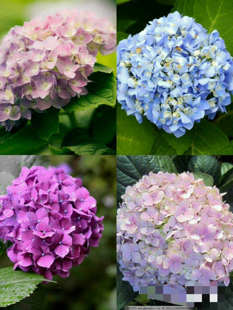 特价绣球大苗当年开花无尽夏绣球大苗3颗35元现挖现发