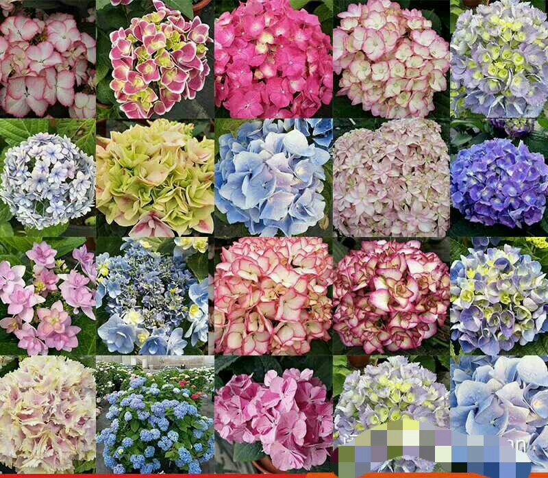 特价绣球大苗当年开花无尽夏绣球大苗3颗35元现挖现发