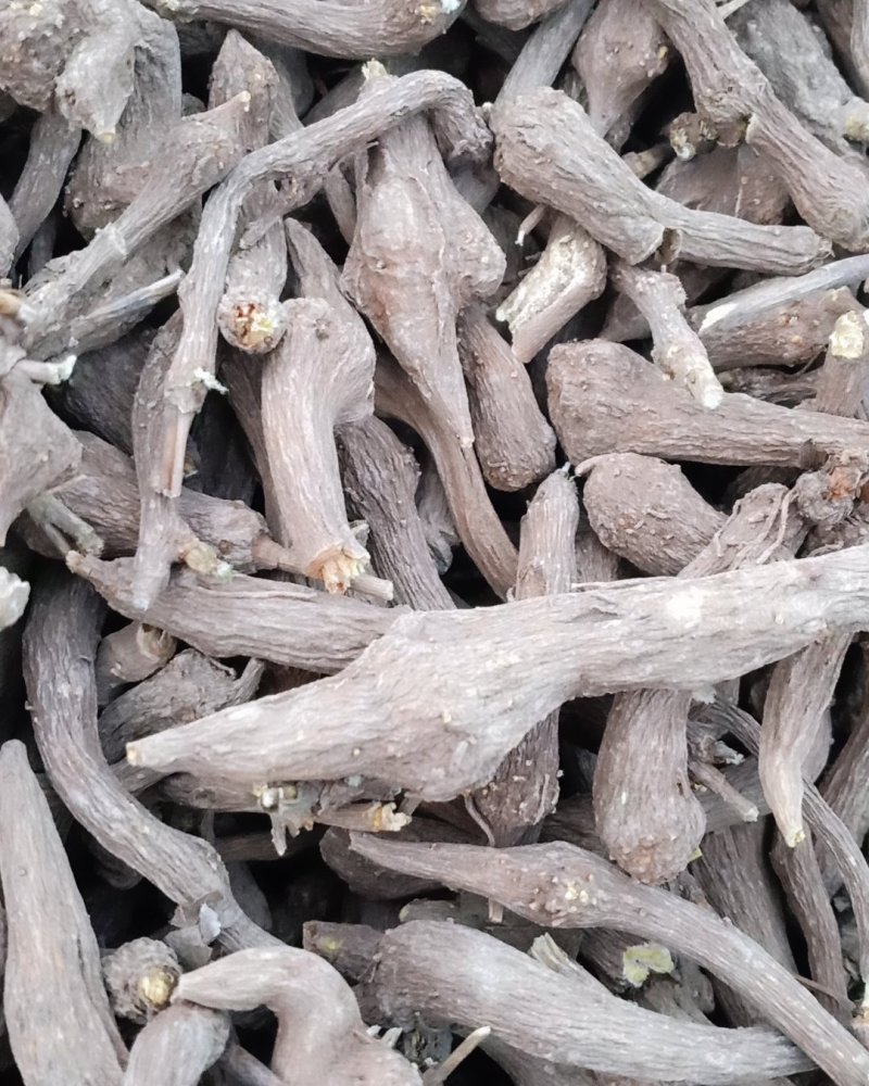 纯无硫白术！一年白术芽干货个子！规格齐全！价格优！