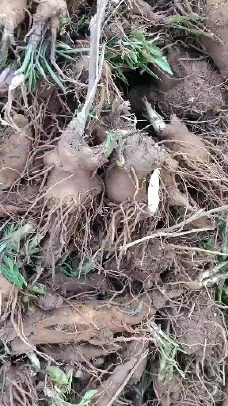 纯无硫白术！一年白术芽干货个子！规格齐全！价格优！