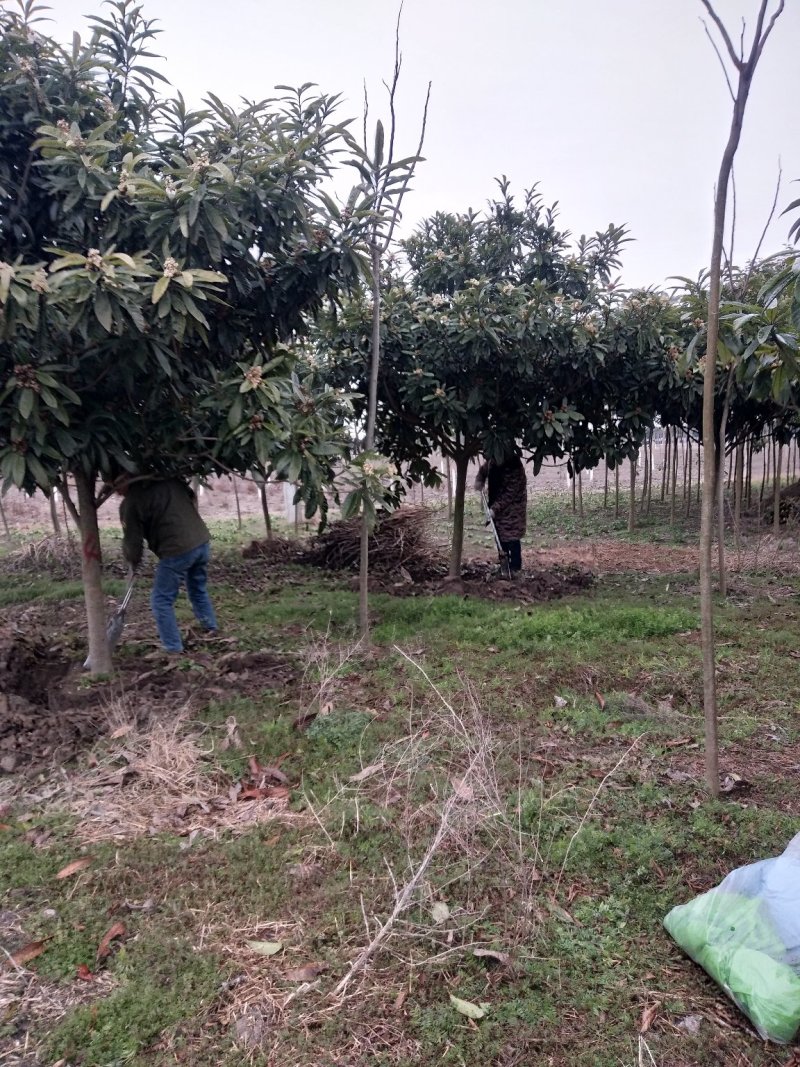 枇杷树自家苗圃大量供应3至10公分包成活