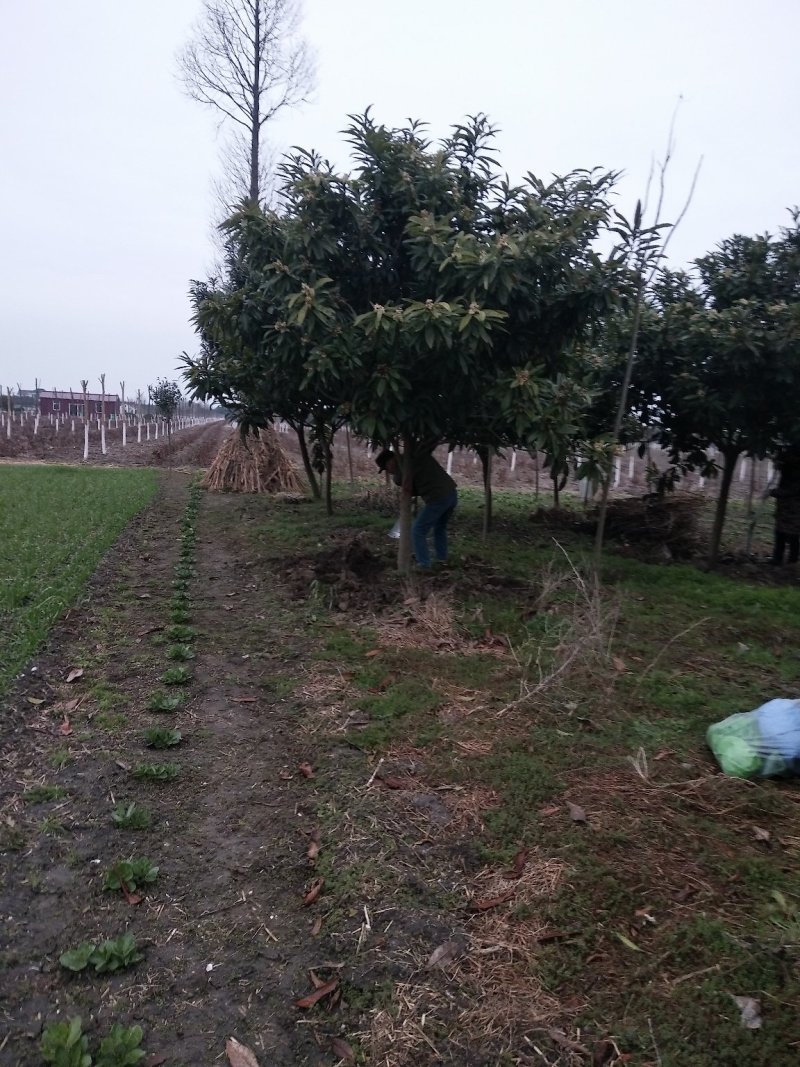 枇杷树自家苗圃大量供应3至10公分包成活