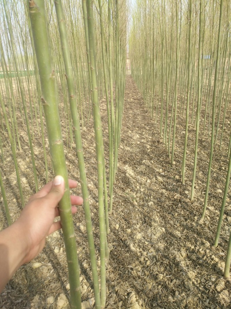 青垂柳！黄垂！小叶青柳.竹柳货源充足，规格齐全