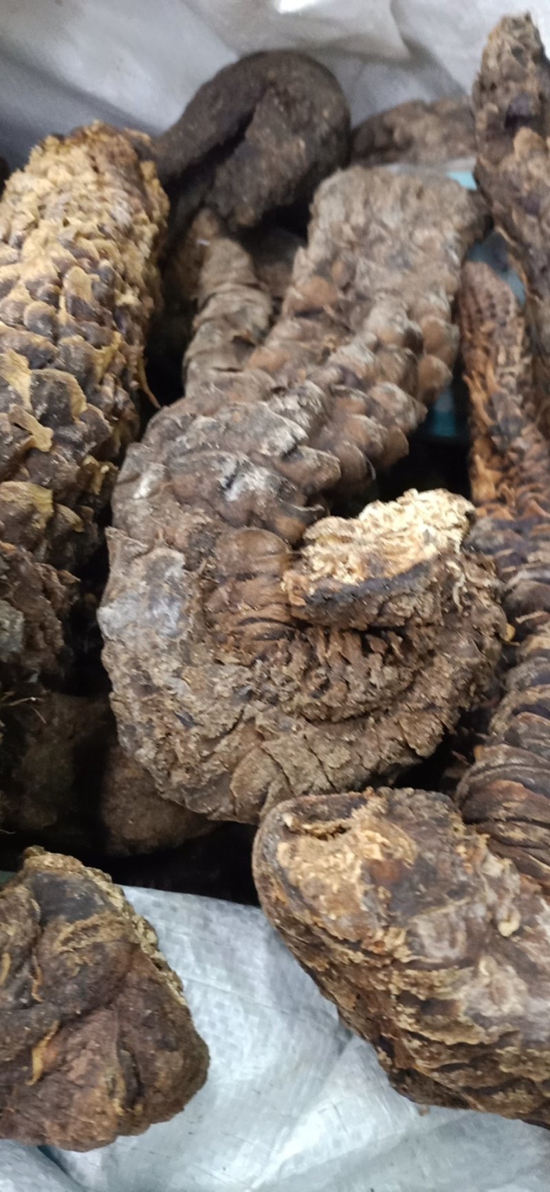 肉苁蓉！大芸大货批发！含量高！一手货源、价格优