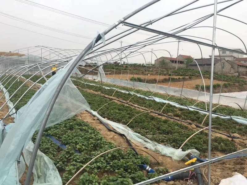 商薯19脱毒红薯苗开始供应啦都是批发价哦