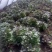 脱毒原种烟薯25蜜薯红薯苗基地批发