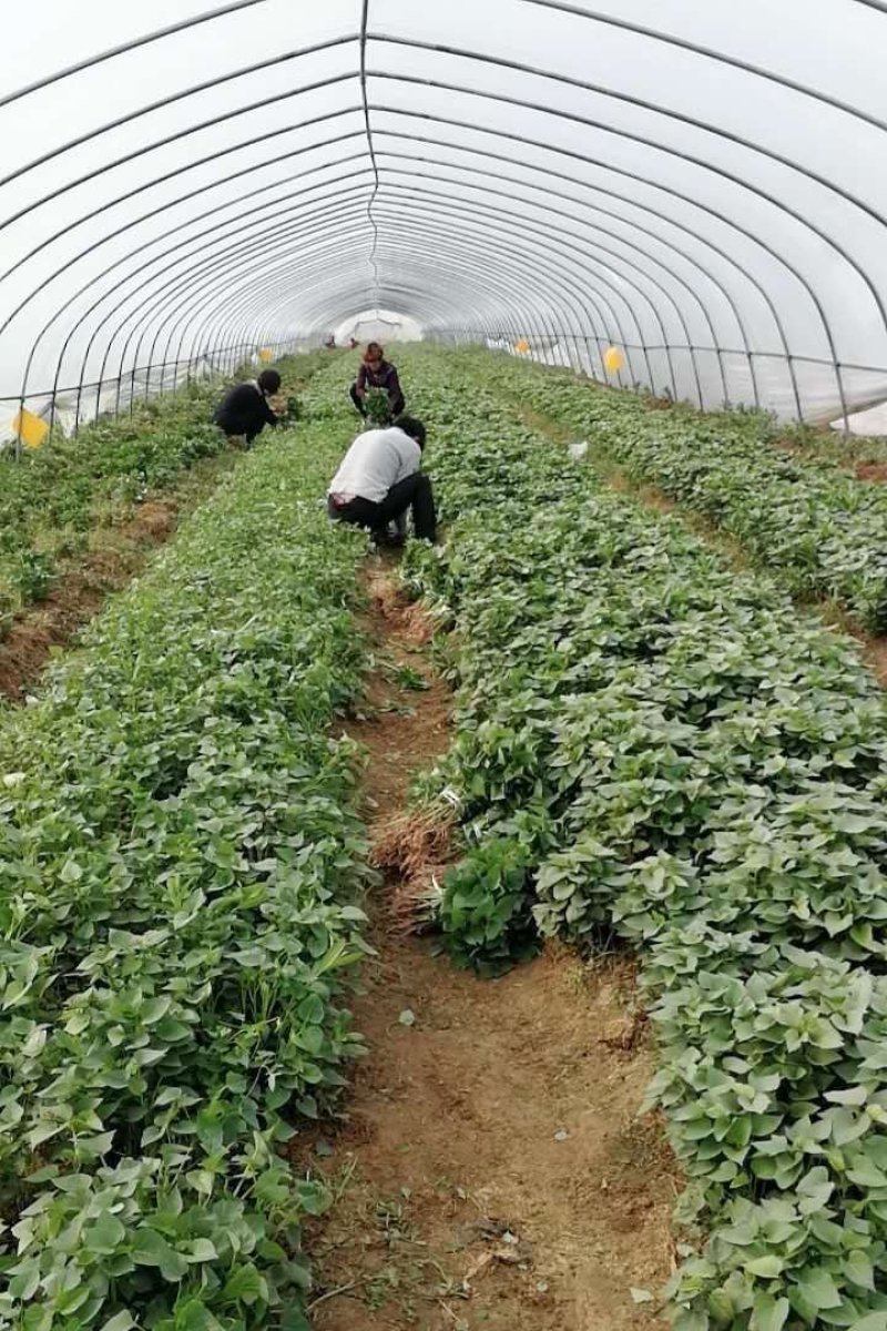 脱毒原种紫罗兰红薯苗。基地批发