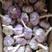 【紫皮蒜】长年供应金乡大蒜，保证质量价格。产地直供