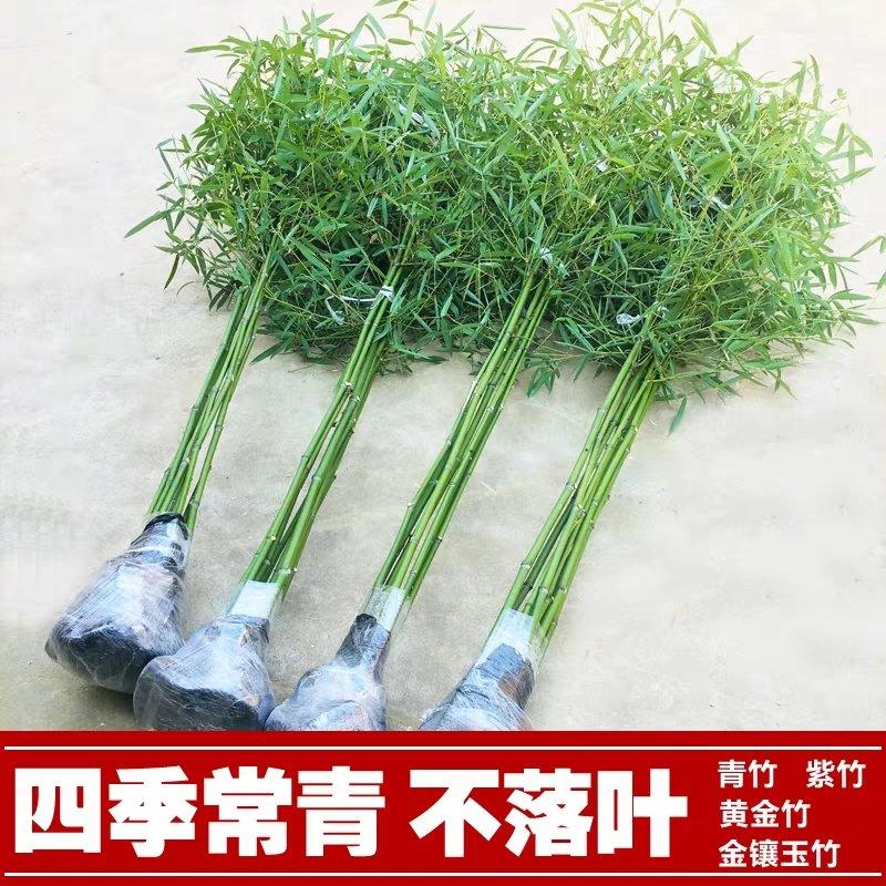 金镶玉竹苗1—3公分青竹紫竹带土发货包成活