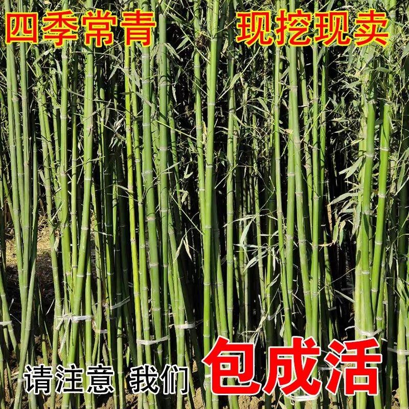 金镶玉竹苗1—3公分青竹紫竹带土发货包成活