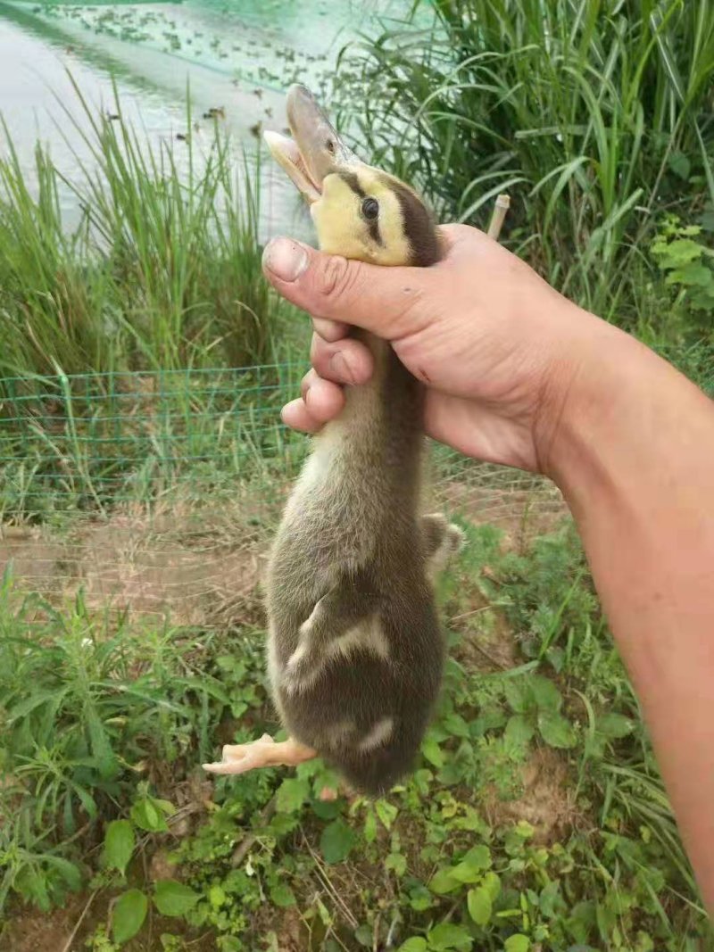 大种麻鸭苗/青壳二号蛋鸭苗/湖南孵化基地厂价直销