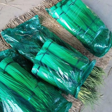 精品韭苔蒜苔