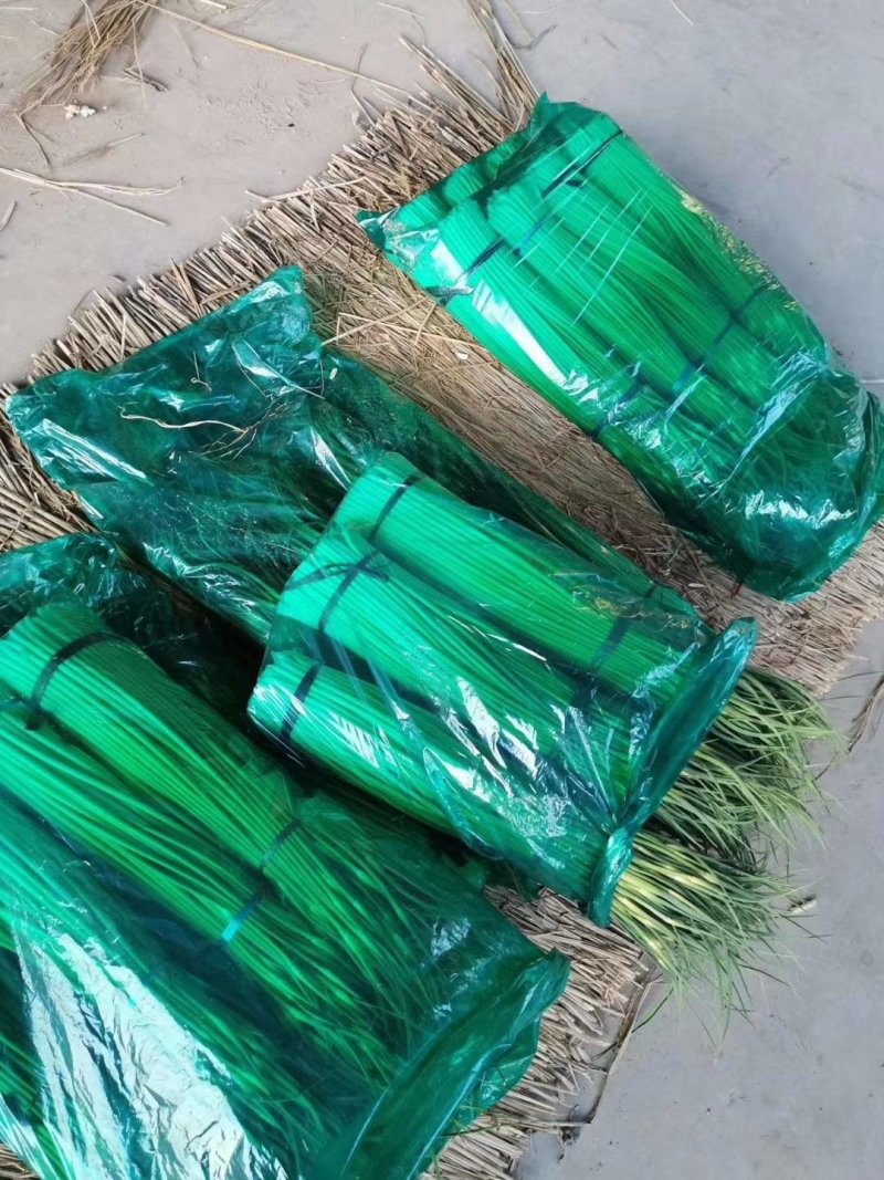 精品韭苔蒜苔
