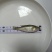 加州鲈鱼苗鲈鱼苗大量出产各种规格出售水花苗批发