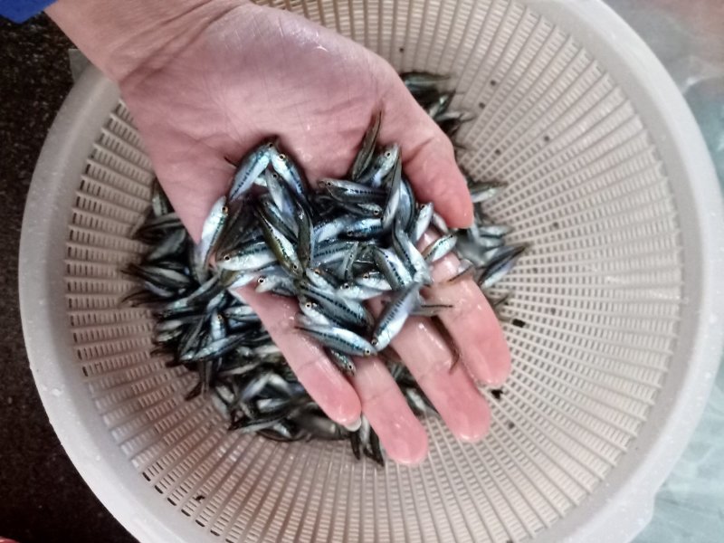 加州鲈鱼苗鲈鱼苗大量出产各种规格出售水花苗批发