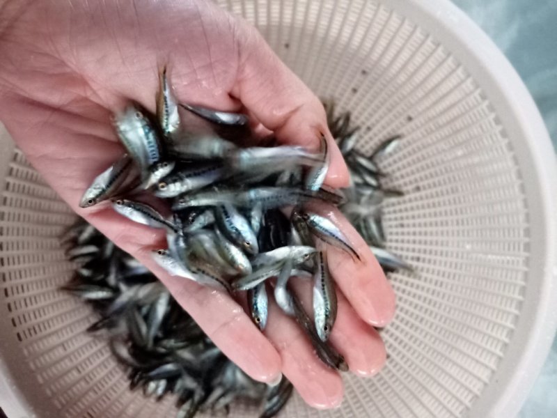 加州鲈鱼苗鲈鱼苗大量出产各种规格出售水花苗批发