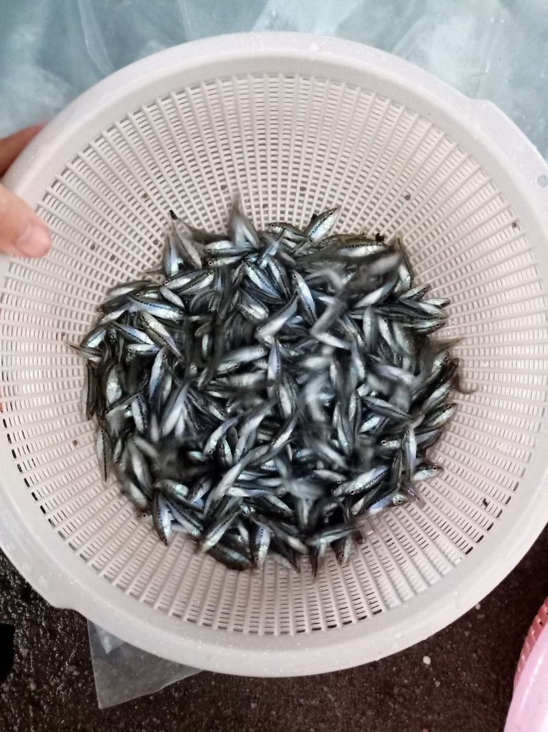 加州鲈鱼苗鲈鱼苗大量出产各种规格出售水花苗批发