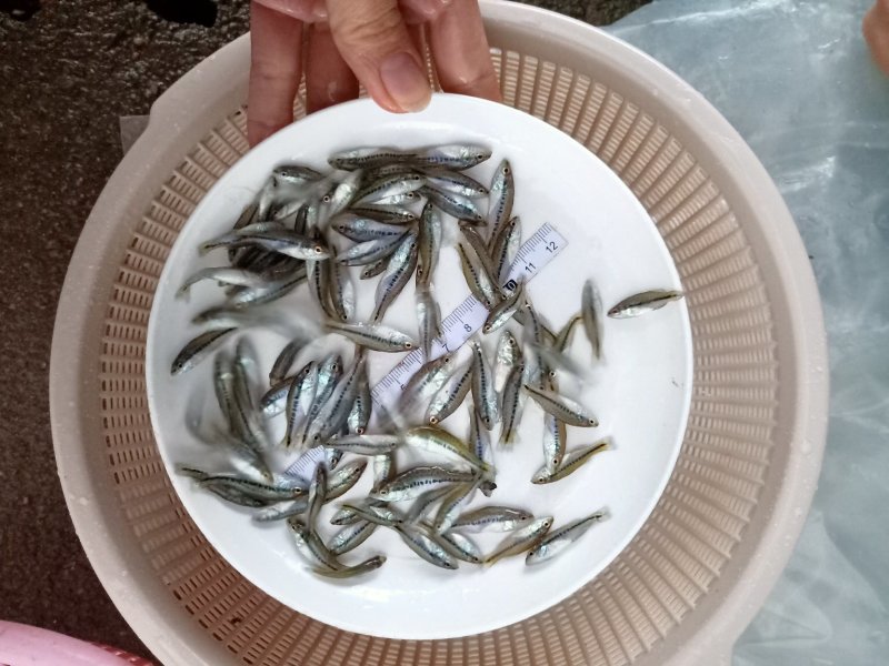 加州鲈鱼苗鲈鱼苗大量出产各种规格出售水花苗批发