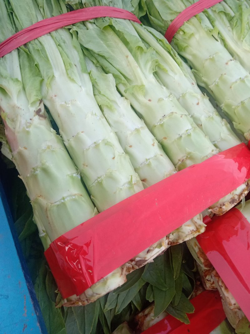 莴苣里外绿莴苣上市需要的联系