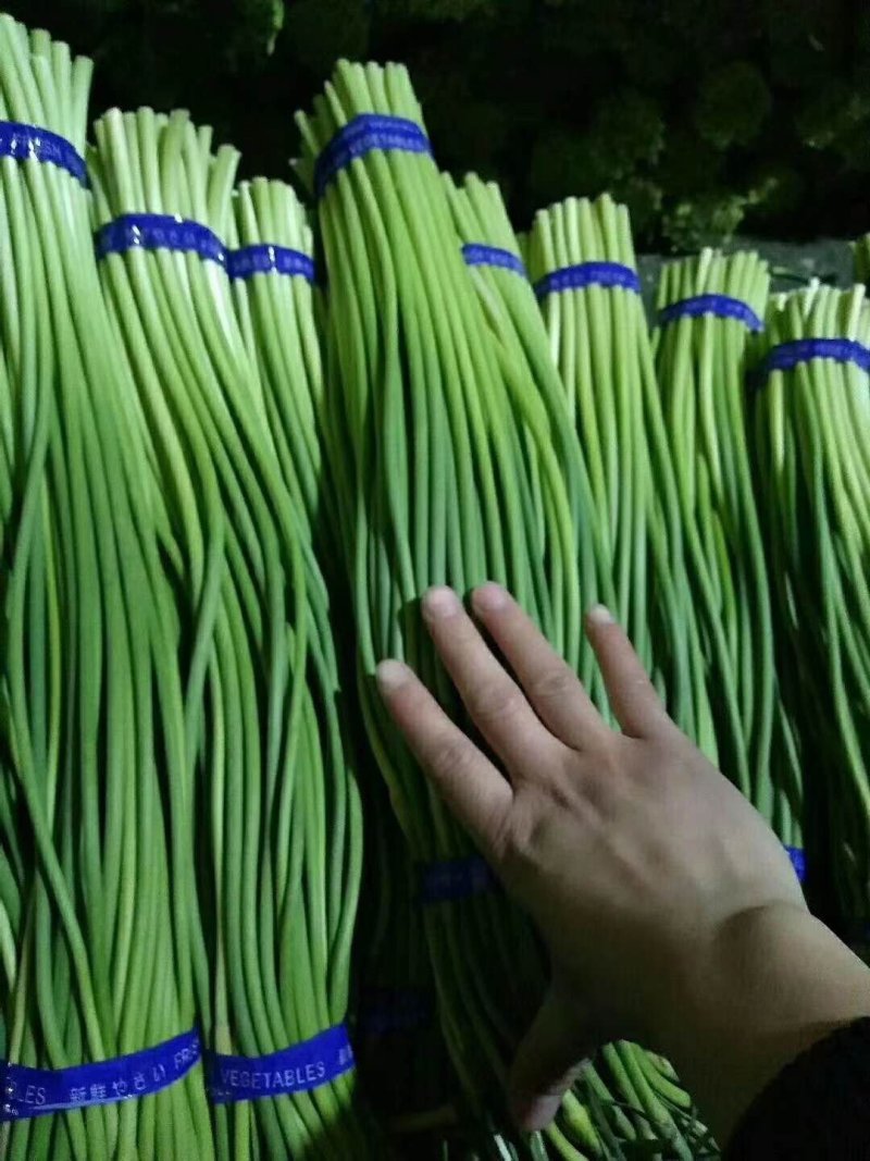 金乡冷库保鲜蒜苔，苔条长颜色绿，大量有货各大平台市场供货