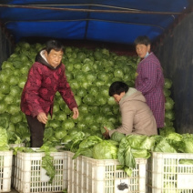 甘蓝中甘21大量出售，抢购从速