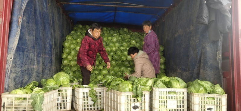 甘蓝中甘21大量出售，抢购从速
