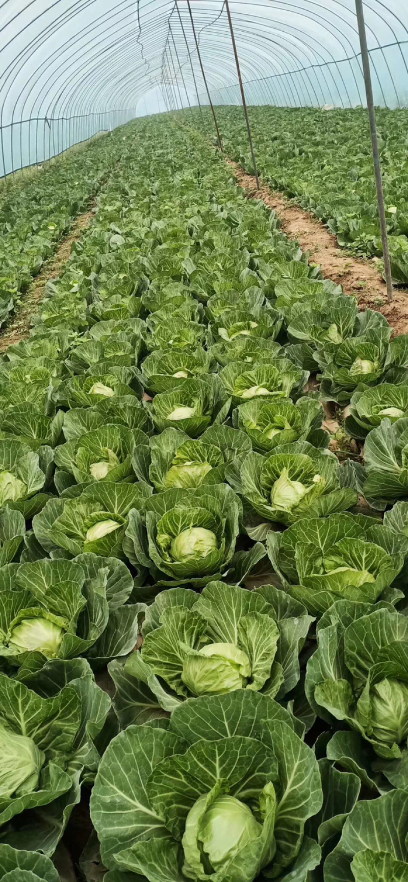 甘蓝中甘21大量出售，抢购从速