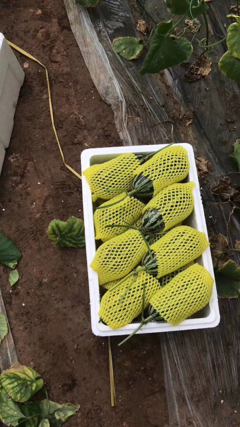 【博洋甜瓜】河北博洋九博洋91大量现货供应品种多样