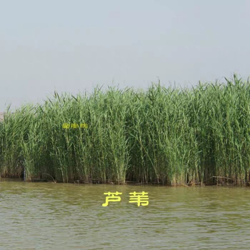芦苇苗芦苇根苗水生植物净化污水水质池塘绿化岸