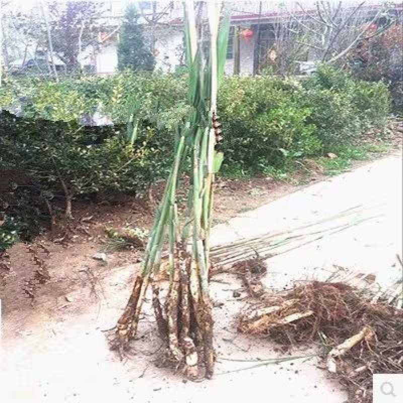 芦苇苗芦苇根苗水生植物净化污水水质池塘绿化岸
